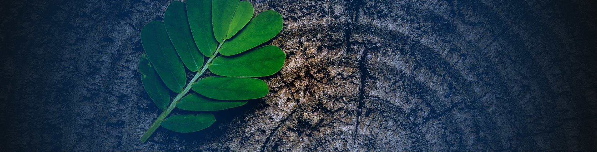 ¿Quienes somos? ¿Quienes somos?